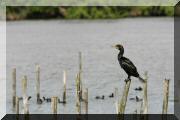 cormorans_02 copie.jpg